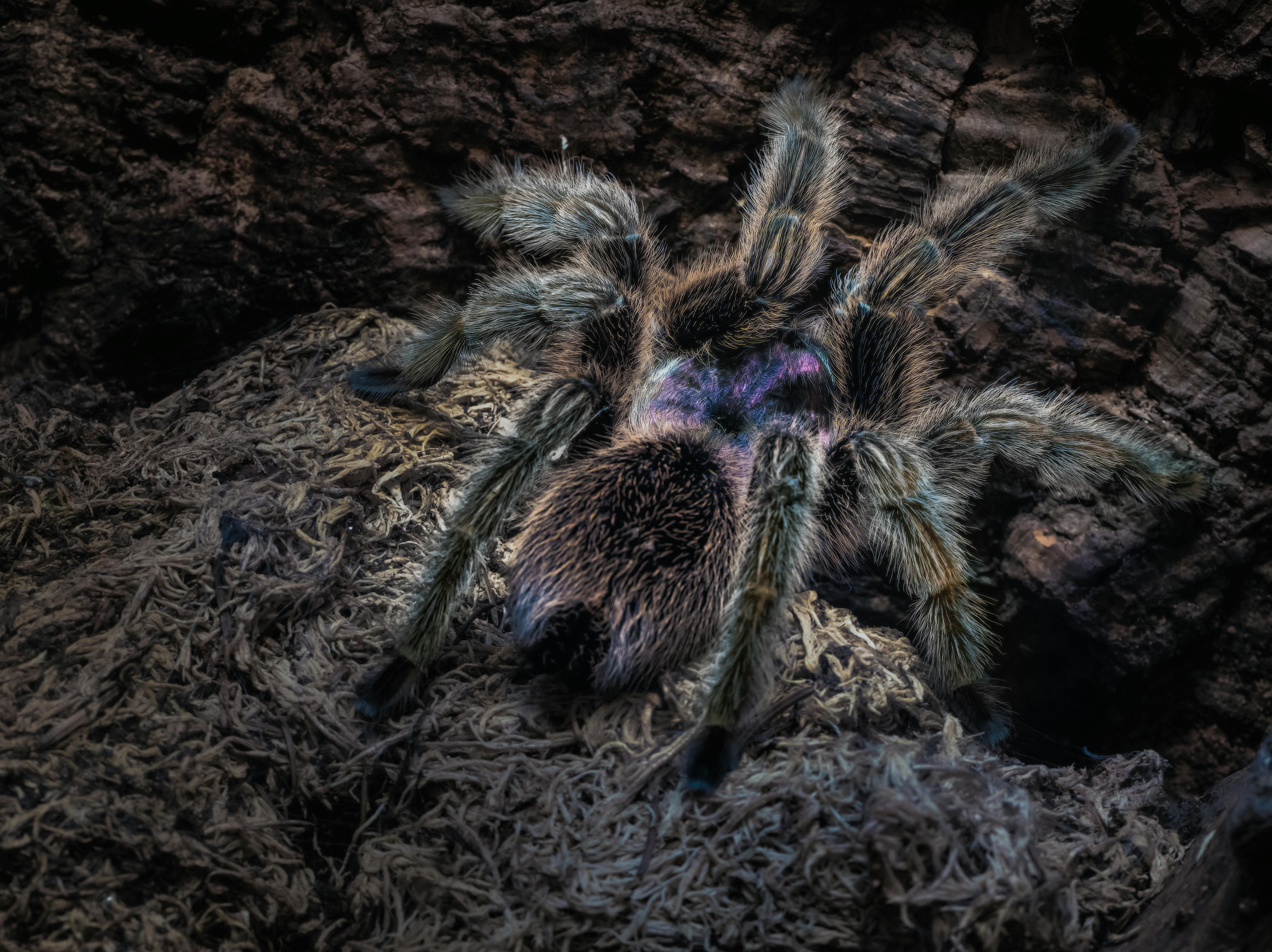 Tarántula Morada Dominicana